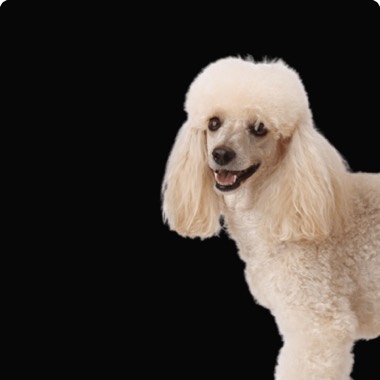 Пудель королевский — груминг в Grooming Hall