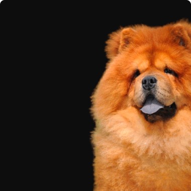 Чау-чау — груминг в Grooming Hall