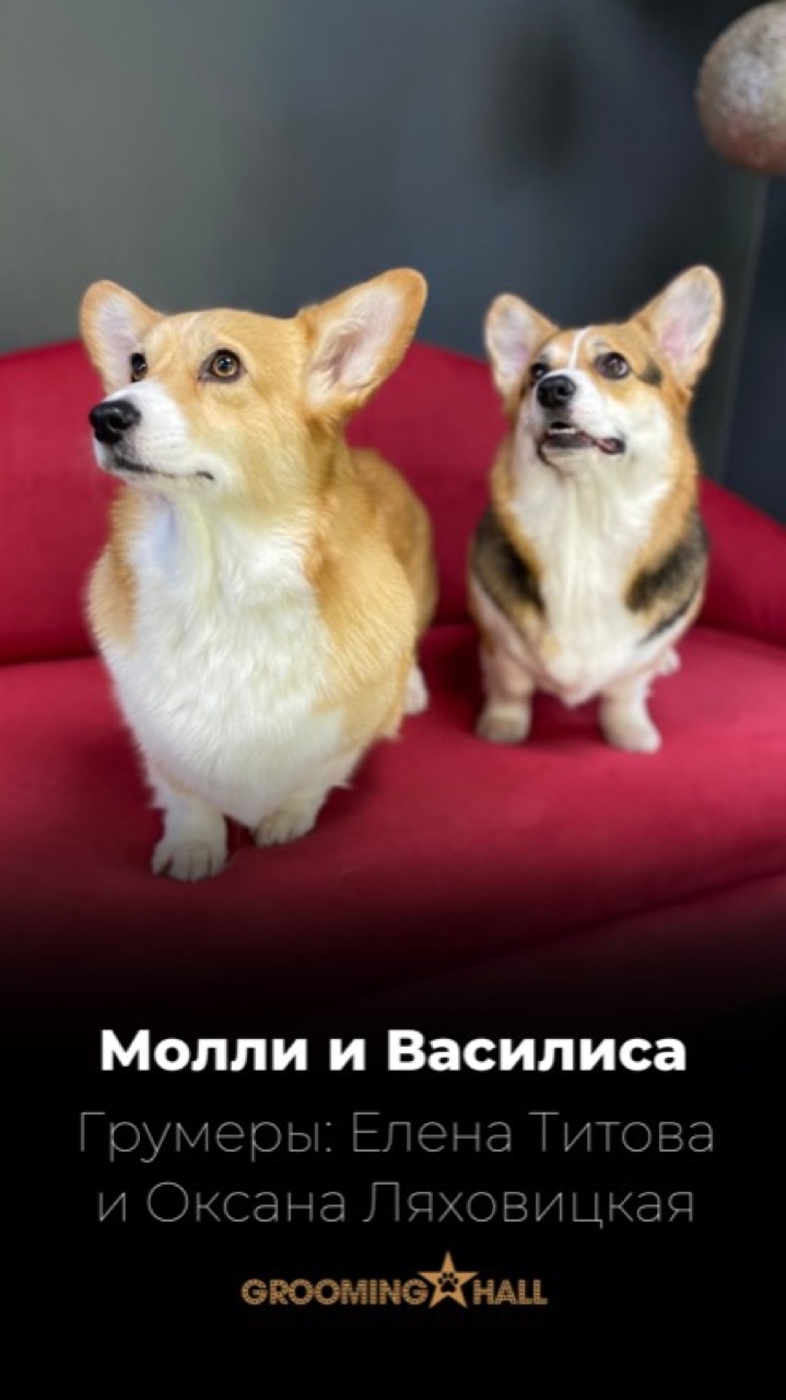 Корги Молли и Василиса на красном диване