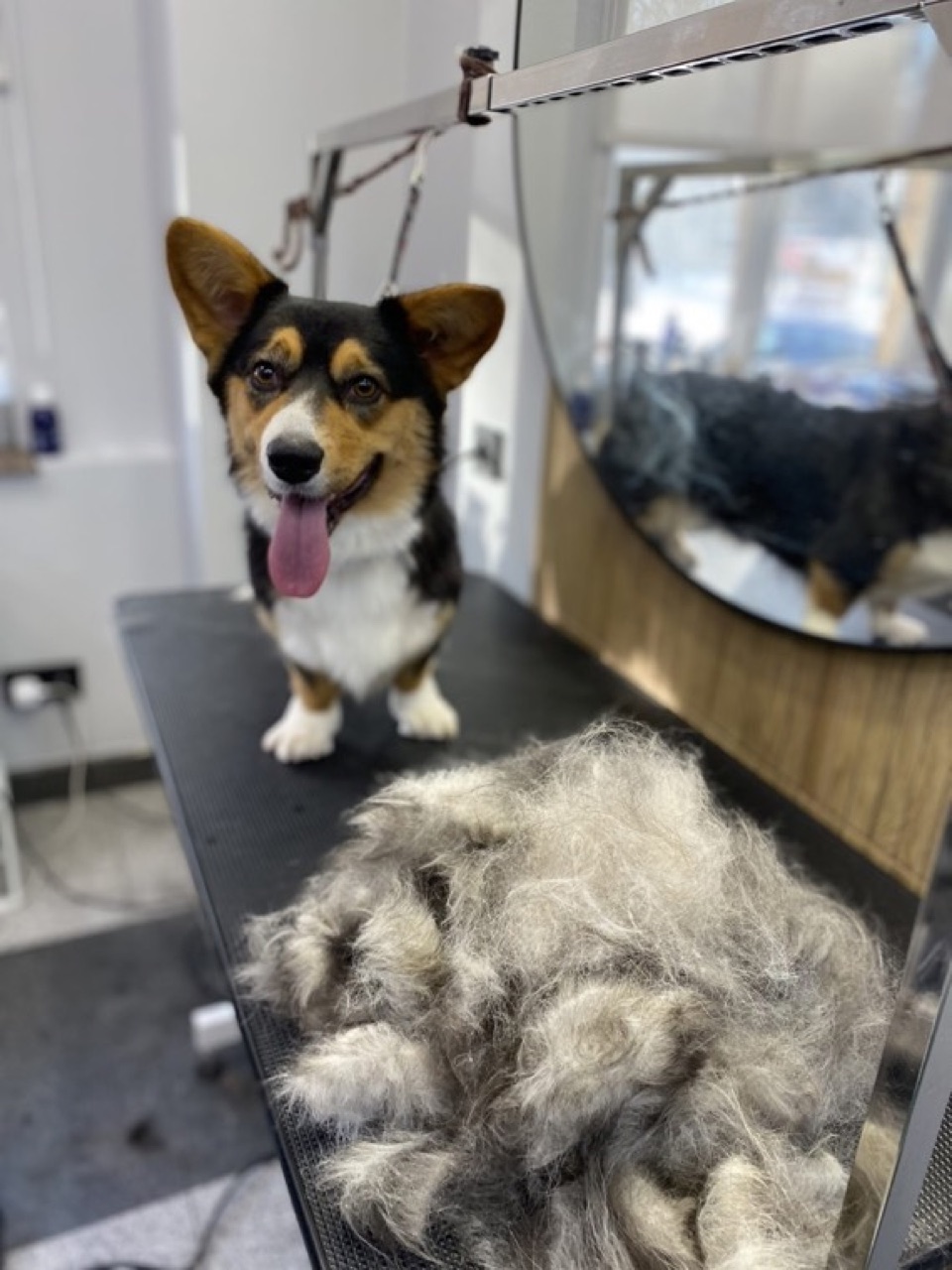 Корги после экспресс-линьки