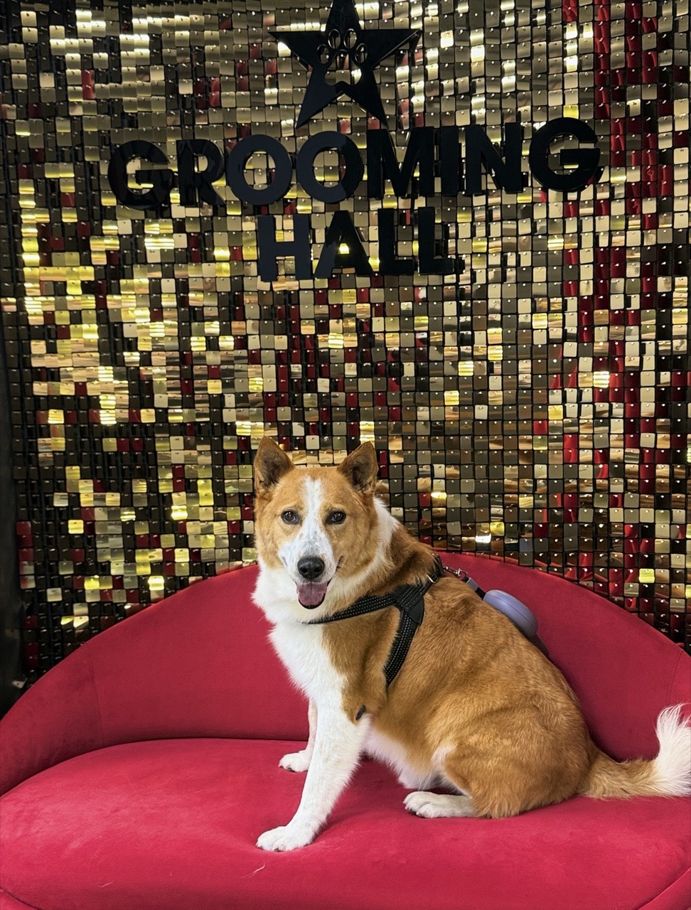 Рыже-белая собака на красном диване в фотозоне Grooming Hall