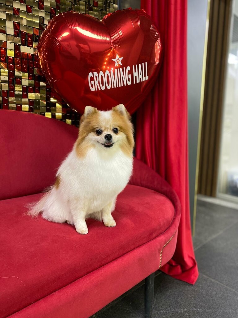 Шпиц на красном диване с шаром Grooming Hall