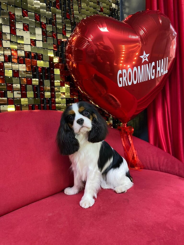 Кавалер-кинг-чарльз на красном диване с шаром Grooming Hall